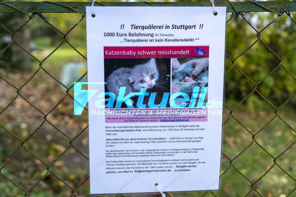 Happy End Nach Tierqualerei Misshandeltes Katzenkind Ajuna Hat Op Uberstanden Und Ist Auf Dem Weg Der Besserung 7aktuell