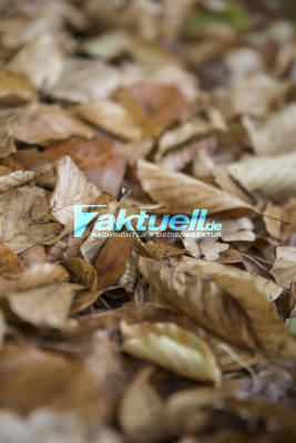 Herbstwetter kommt an - Die letzten Ausläufer des Sommers sind endgültig vorüber