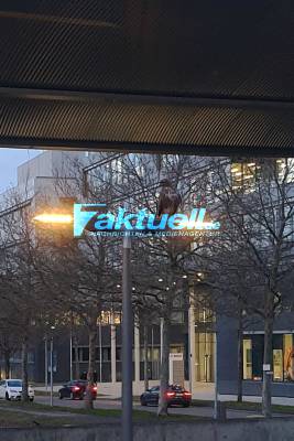 Taubenproblematik am Bahnhof Leinfelden - Widerliche Zustände (Tote Tauben im Netz unter dem Dach & Taubenkot) - Ist nun ein Falke die Lösung des Problems?