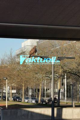 Taubenproblematik am Bahnhof Leinfelden - Widerliche Zustände (Tote Tauben im Netz unter dem Dach & Taubenkot) - Ist nun ein Falke die Lösung des Problems?