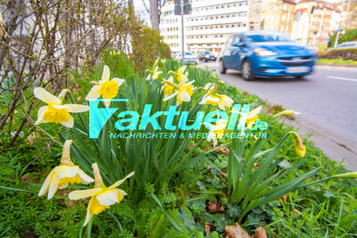 Nach Schneefront: Der 1. März in Stuttgart bringt frühlingshaftes Wetter - Blumen, Blüten und Sonnenschein bei bis zu 15 Grad Celsius in Stuttgart