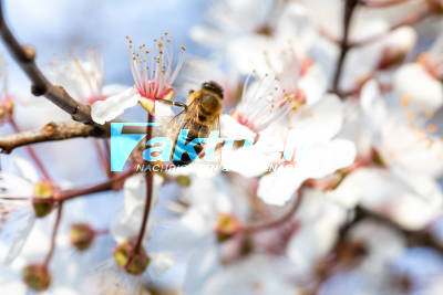 Auch die Bienen machen trotz allem weiter