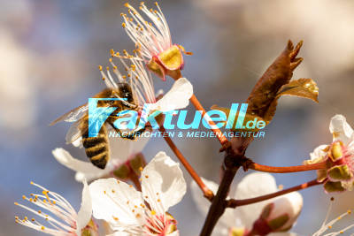 Auch die Bienen machen trotz allem weiter