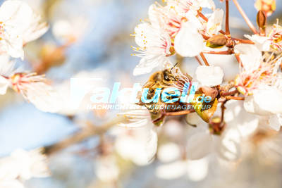Auch die Bienen machen trotz allem weiter