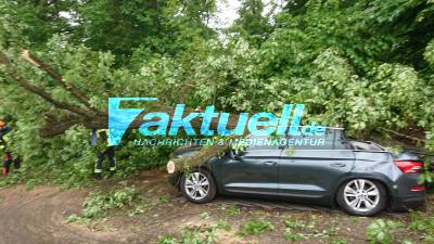 Großer Baum zertrümmert Skoda: 15m Baum stürzt auf beliebter Ausflugstrecke auf Auto - Grundstücknachbar wird beim Ausruhen vom Krach geweckt
