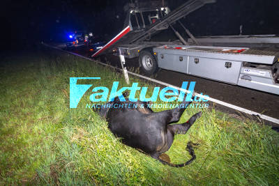 Kuh wird im Nebel mit hoher Geschwindigkeit frontal von PKW erfasst und stirbt im Graben: Fahrer nach schwerem Zusammenstoß verletzt - er hatte keine Chance