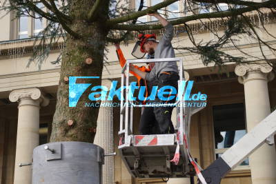 Stuttgart Mitte: Weihnachtsbaum am Schlossplatz aufgestellt