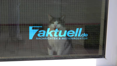 Stuttgart Botnang: Schwerer Fall von Animalhording bringt Tierheim Stuttgart in Not
