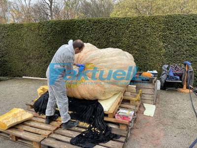 Weltgrößter Kürbis am Schloss Ludwigsburg zu Halloweenkürbis geschnitzt. Bei Traumpfaden zu sehen - 3 O Töne