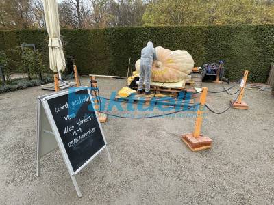 Weltgrößter Kürbis am Schloss Ludwigsburg zu Halloweenkürbis geschnitzt. Bei Traumpfaden zu sehen - 3 O Töne