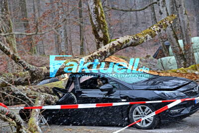 IM AUTO sitzend unter großem Baum begraben - kurz vor seinem Geburtstag - Mann nur leicht verletzt, musste von Feuerwehr befreit werden