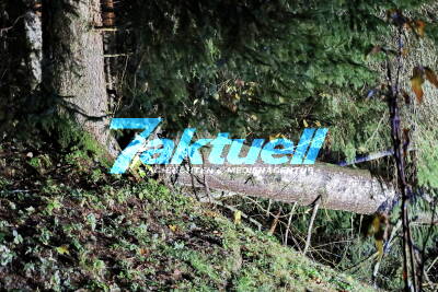 Mächtige Fichte stürzt nach Unwetter auf Haus und Auto und begräbt beides unter sich - enormer Schaden Anwohner hatten Riesen Glück, Wetterumschwung 