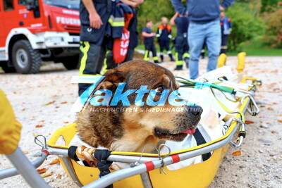 Tierisches Happy End: Spektakuläre Rettung am Almbachkamm - Applaus der Wanderer für den 10-jährigen Hund Boea und dessen Retter aus Klammschlucht, er war 10 Meter abgestürzt - Euphorische Retter nach gelungener Hunderettung 