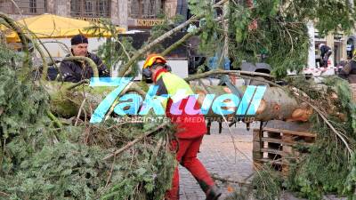 Weihnachtsbaum für den Leipziger Markt