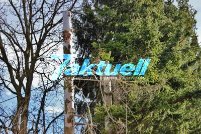 Wetter: Alter Baum knickt beim Sturm um und fällt auf Stromleitung - Waiblingen Erbachhof