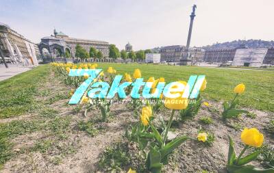 Einstimmung auf Ostern - Tulpenmeer am Schlossplatz