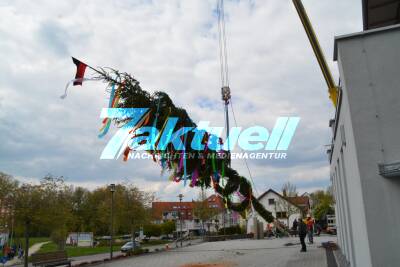 Traditionelle Maibaumaufstellen vor dem Böbinger Rathaus