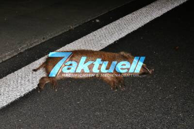 Schwerer Unfall auf der B29 - Mercedesfahrer rast in Wildschweinrotte